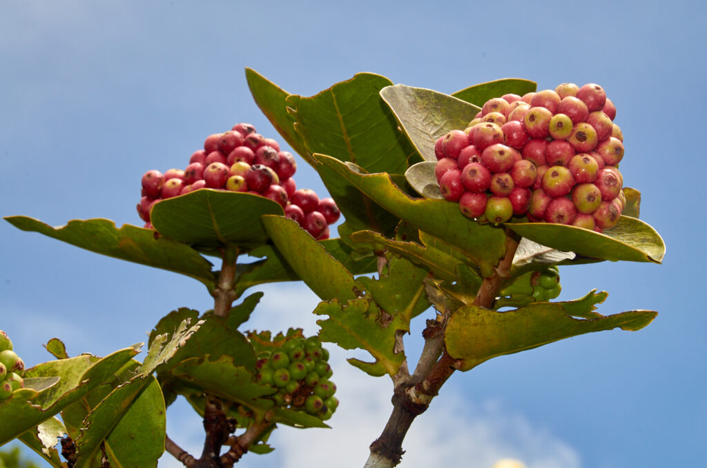Ixora parviflora - Maurice