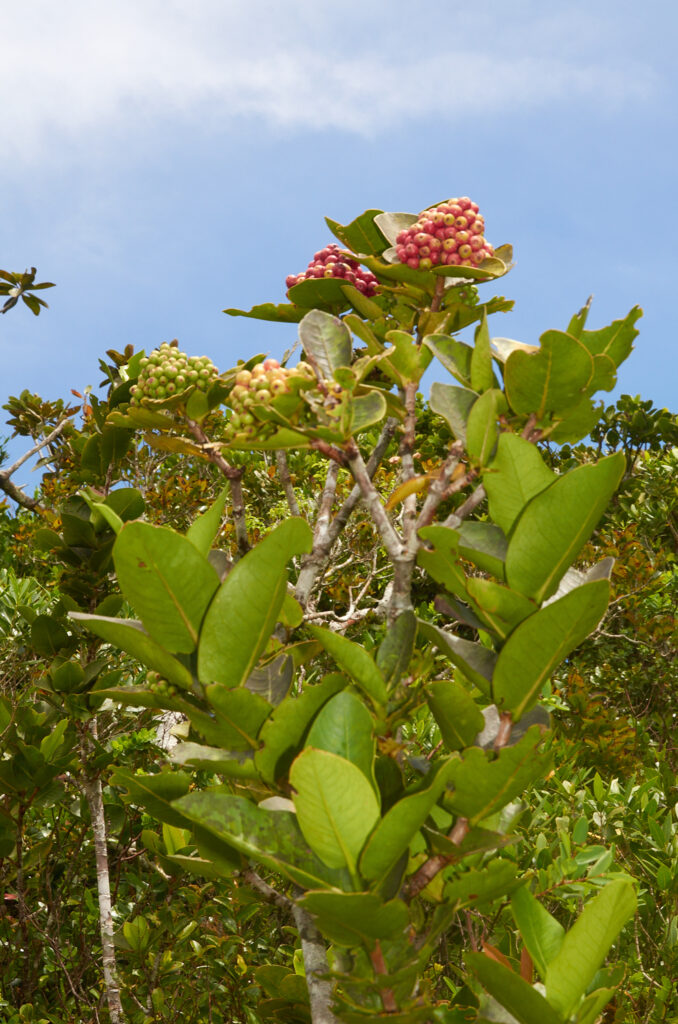 Ixora parviflora - Maurice