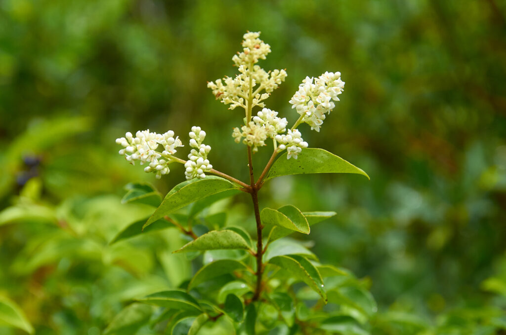 Ligustrum robustum subsp. walkeri - Maurice