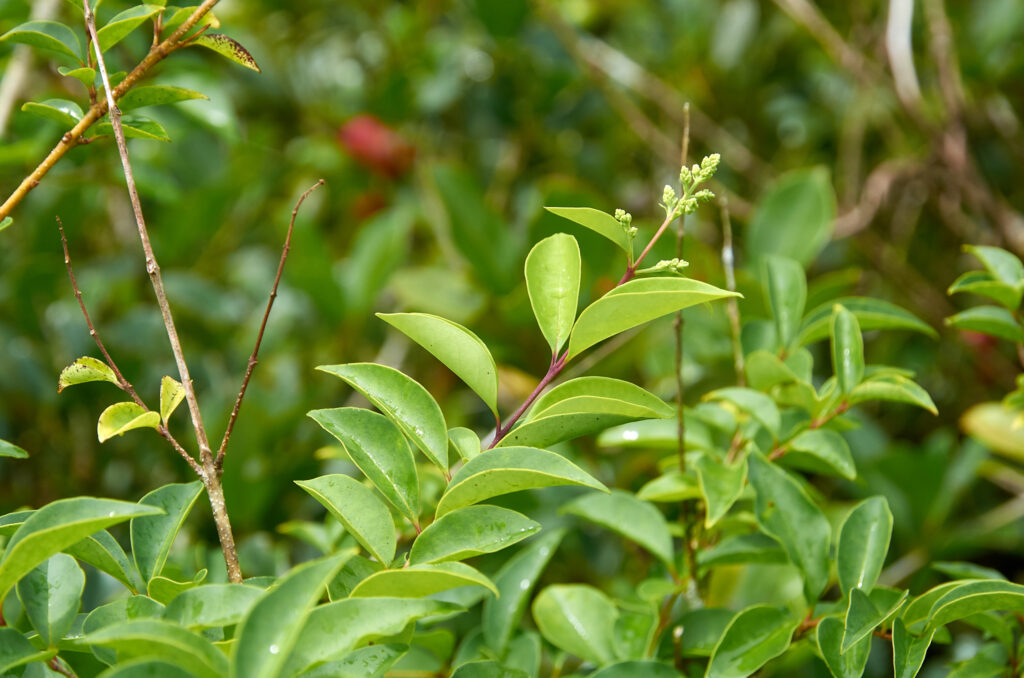 Ligustrum robustum subsp. walkeri - Maurice