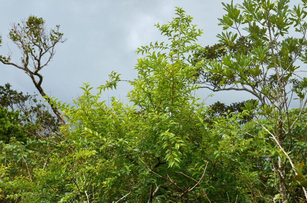 Ligustrum robustum subsp. walkeri - Maurice