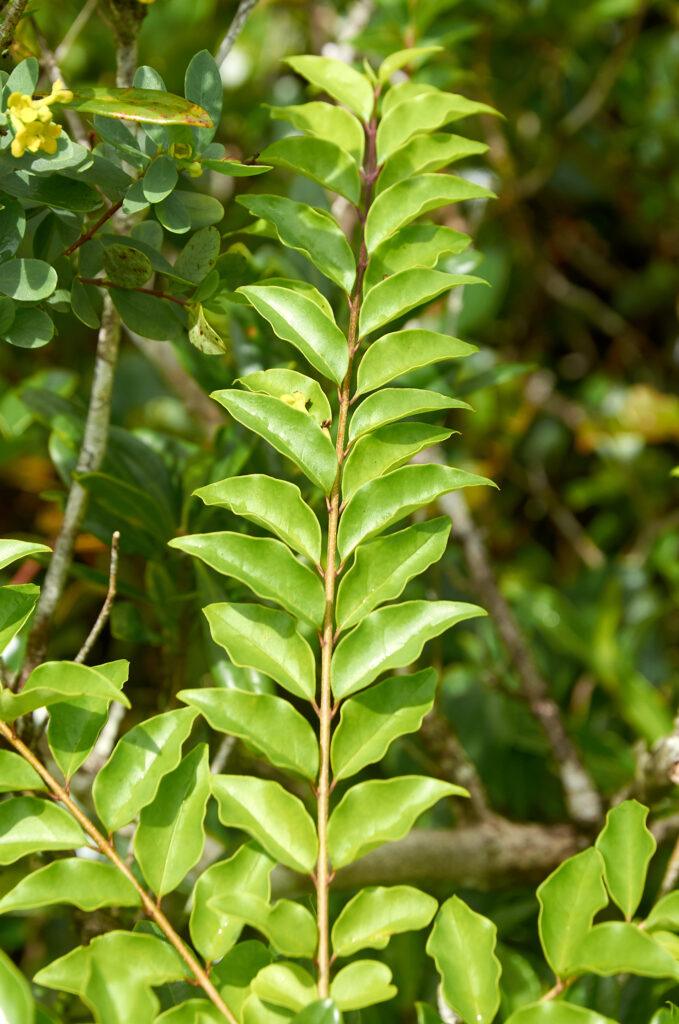 Ligustrum robustum subsp. walkeri - Maurice