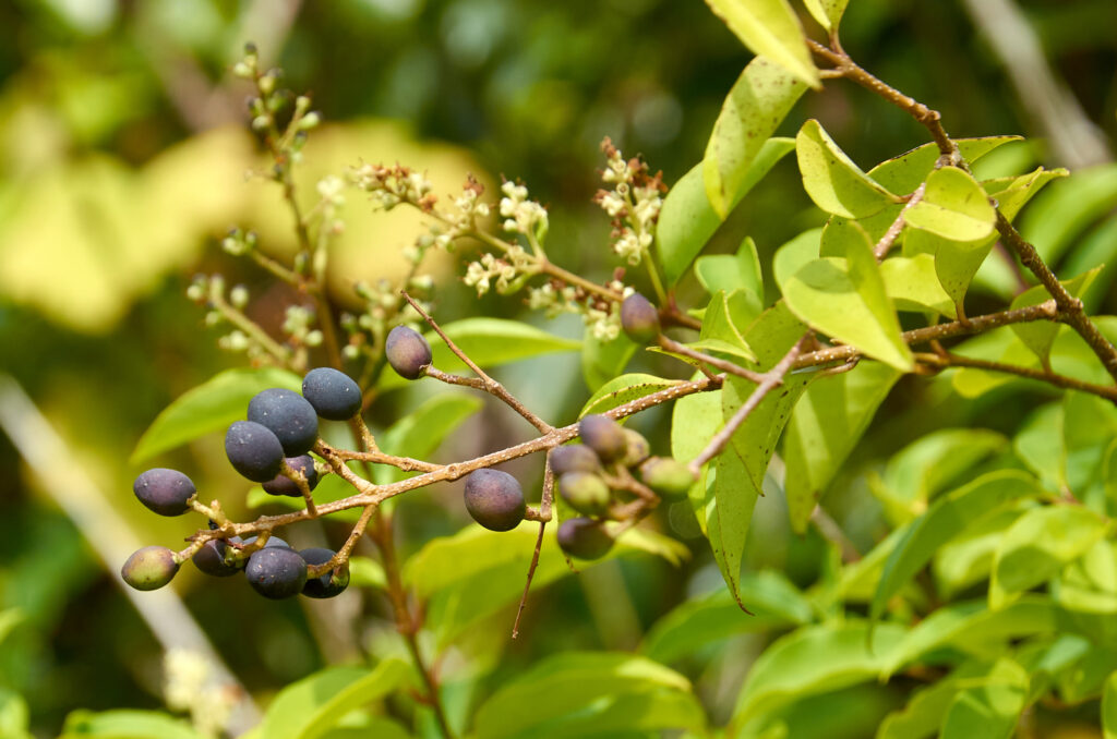 Ligustrum robustum subsp. walkeri - Maurice
