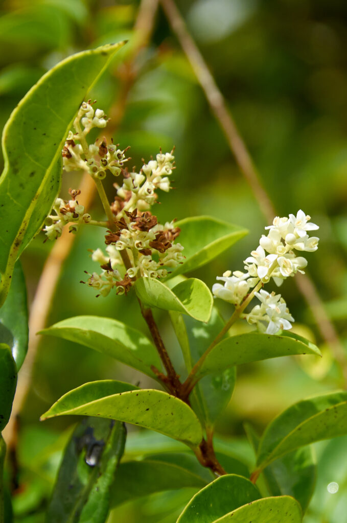 Ligustrum robustum subsp. walkeri - Maurice