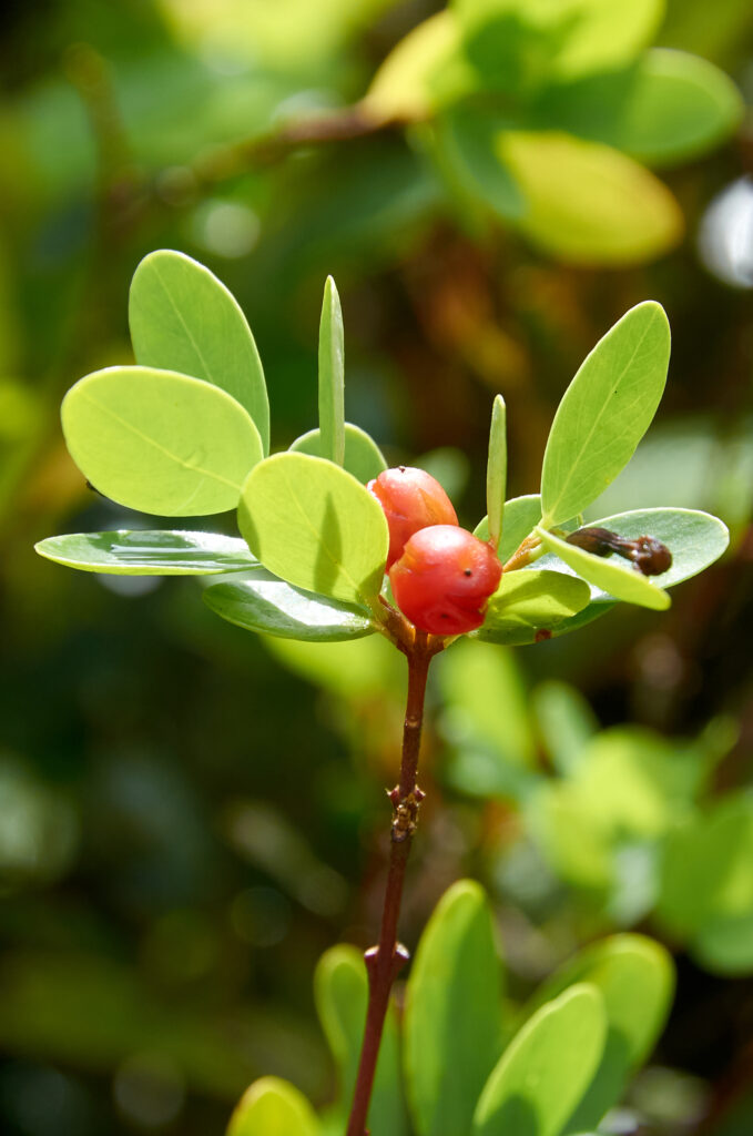 Wikstroemia indica - Maurice