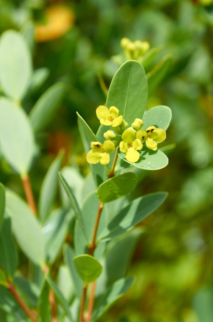 Wikstroemia indica - Maurice