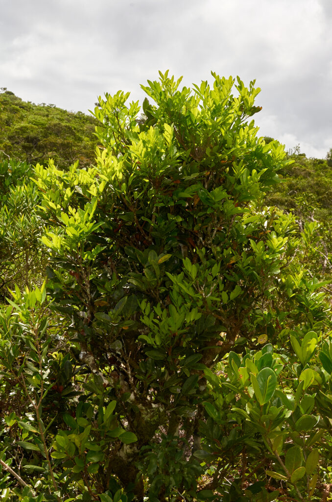 Molinaea alternifolia - Maurice