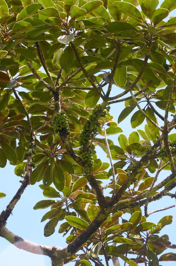 Sideroxylon puberulum - Maurice