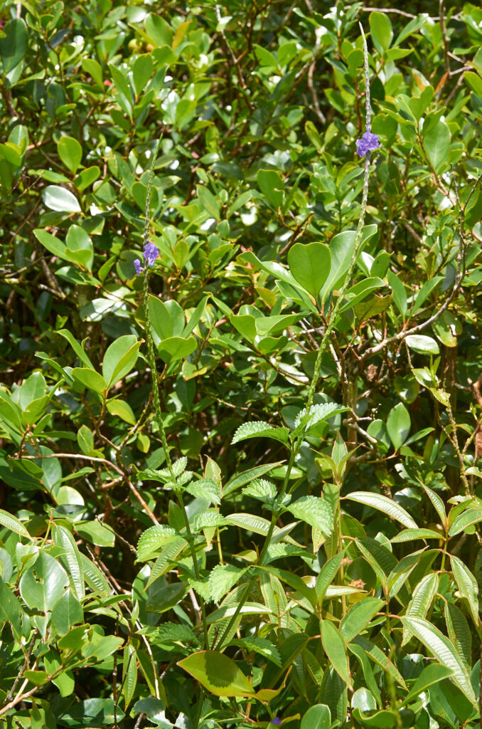 Stachytarpheta urticifolia - Maurice