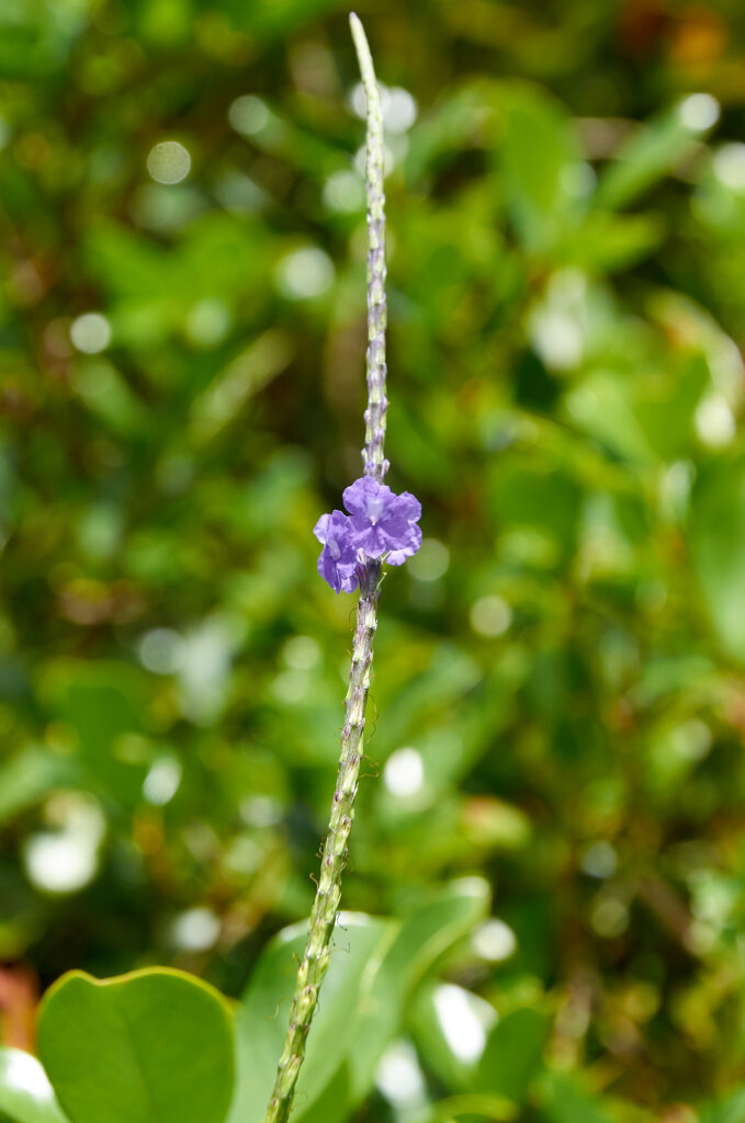 Stachytarpheta urticifolia - Maurice