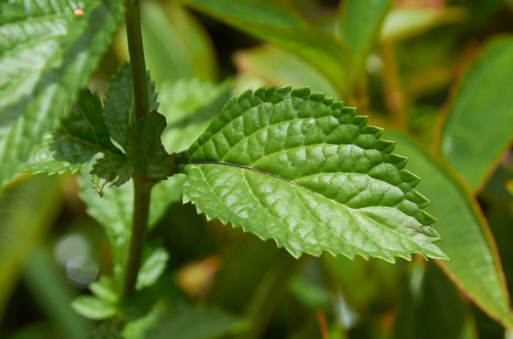Stachytarpheta urticifolia - Maurice