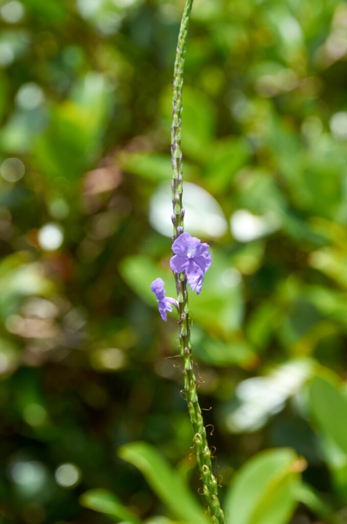 Stachytarpheta urticifolia - Maurice