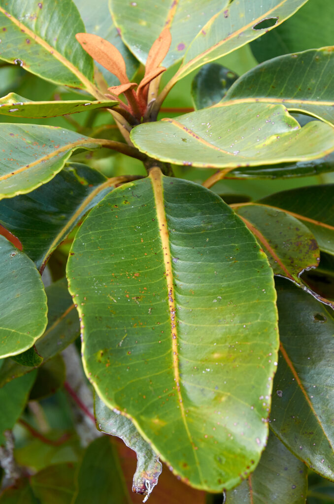 Sideroxylon puberulum - Maurice