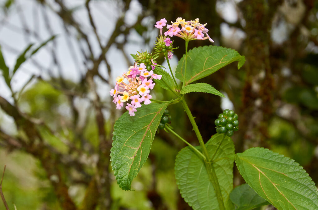 Lantana camara - Maurice