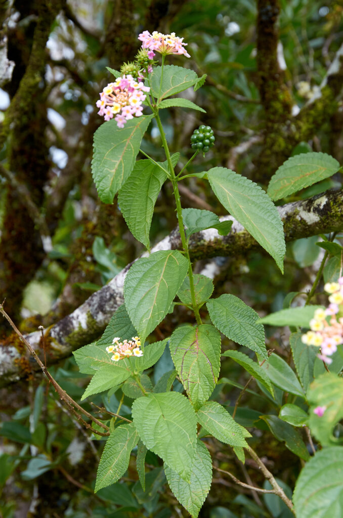 Lantana camara - Maurice