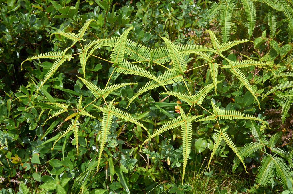 Dicranopteris linearis - Maurice