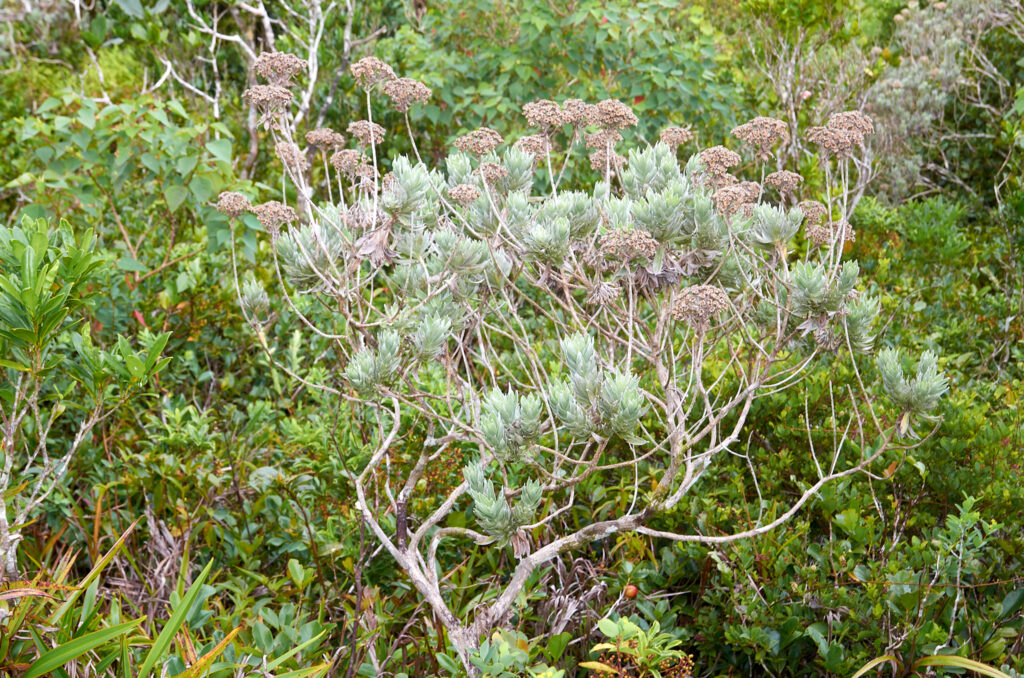 Helichrysum proteoides - Maurice