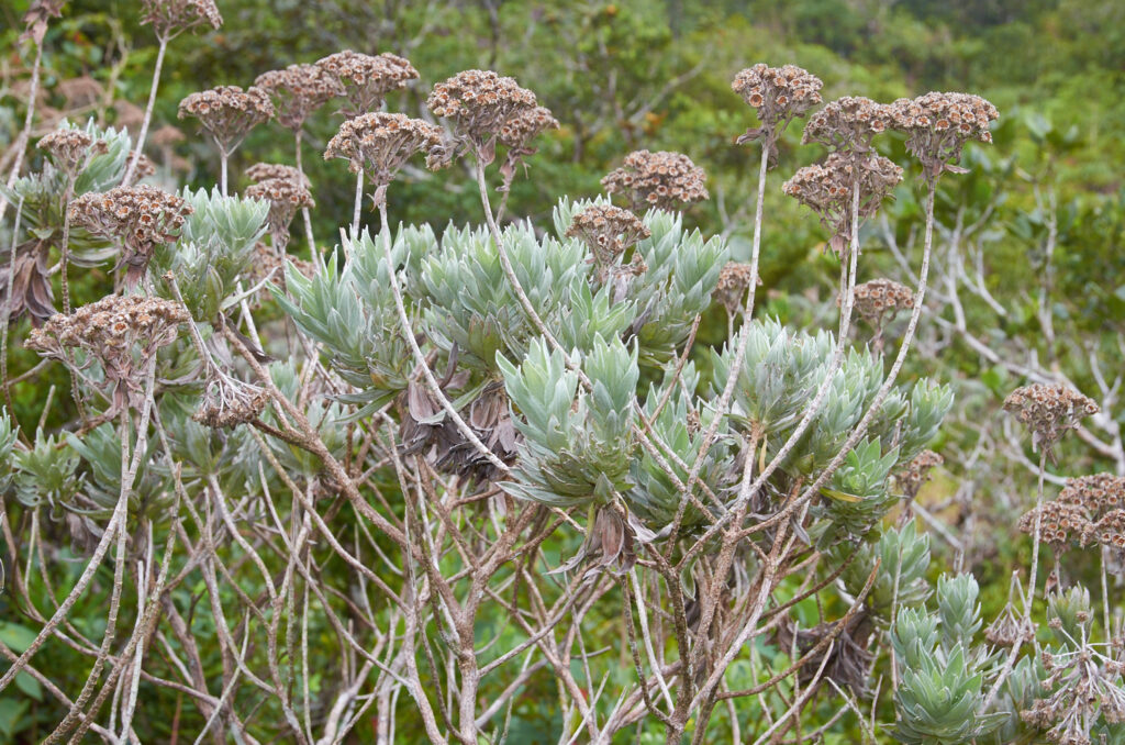 Helichrysum proteoides - Maurice