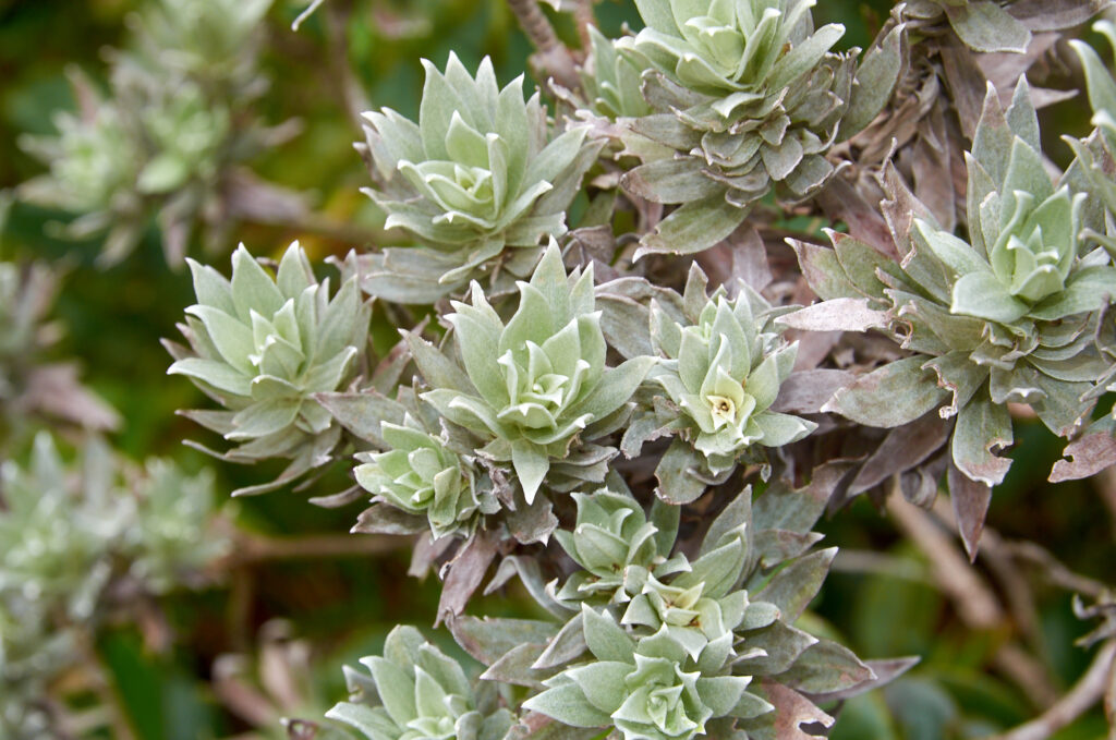 Helichrysum proteoides - Maurice