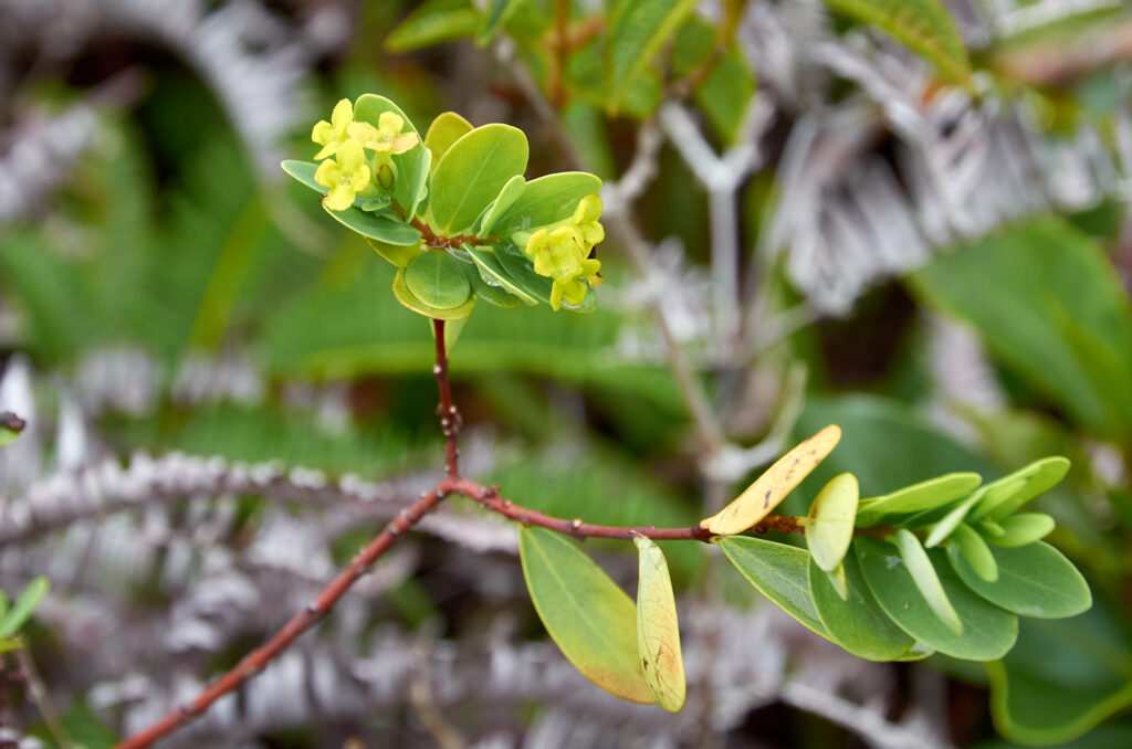 Wikstroemia indica - Maurice