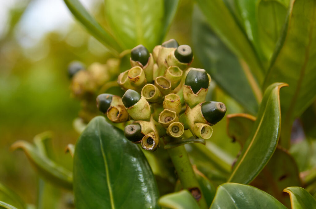 Gaertnera psychotrioides - Maurice