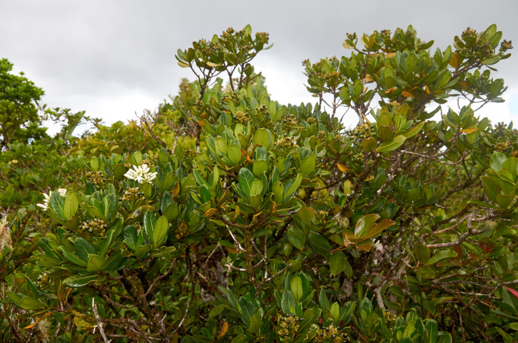 Gaertnera psychotrioides - Maurice