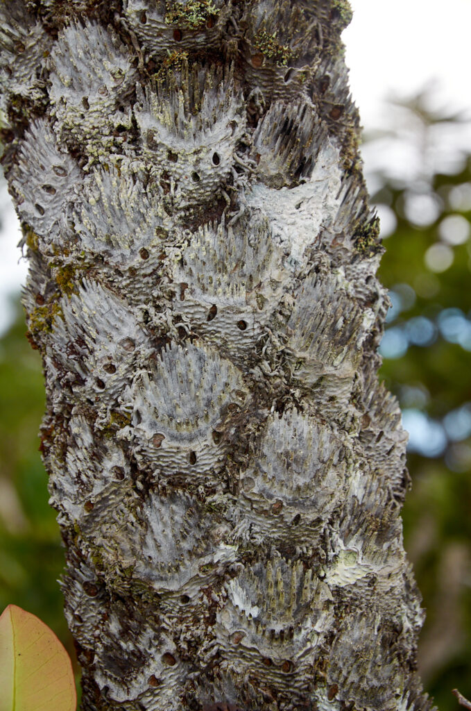 Alsophila celsa - Maurice