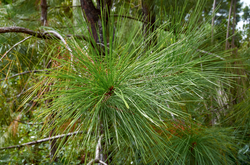 Pinus elliottii - Maurice