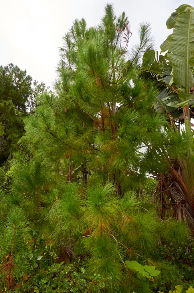 Pinus elliottii - Maurice