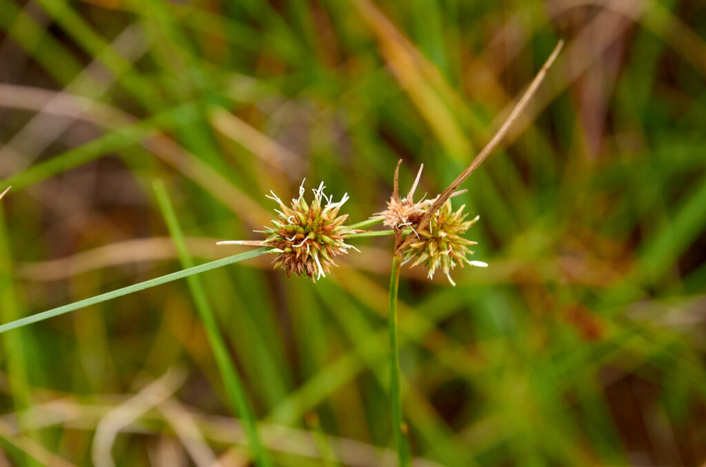 Rhynchospora holoschoenoides - Maurice