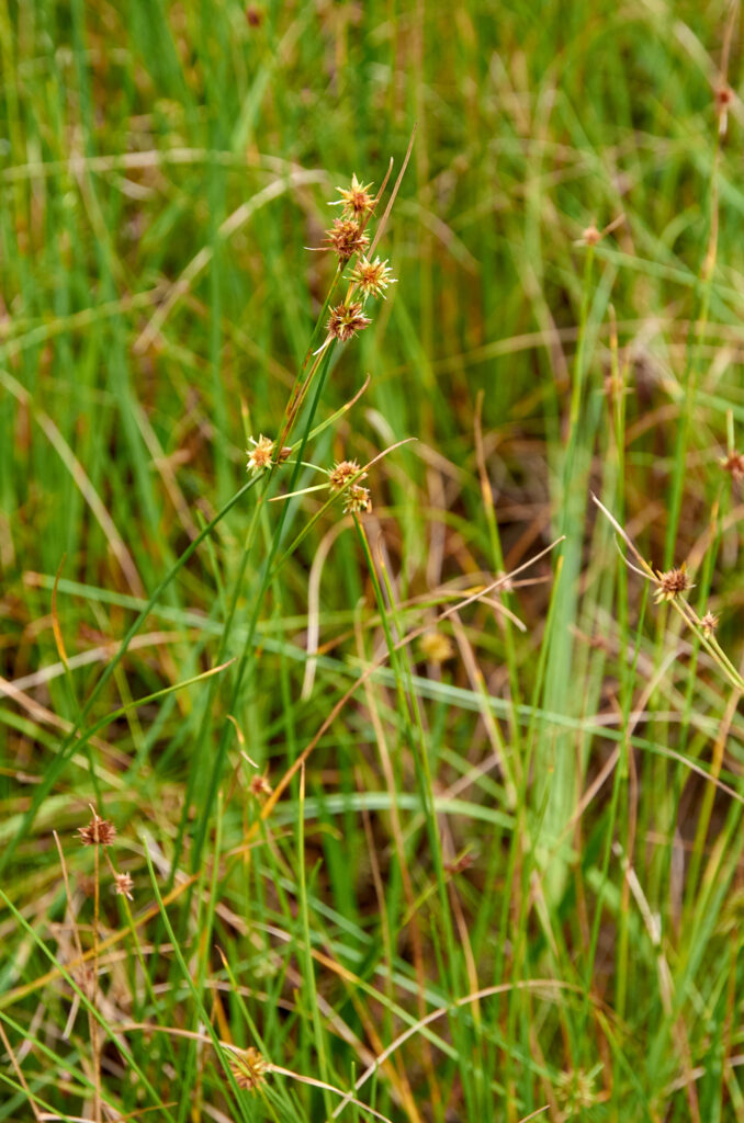 Rhynchospora holoschoenoide - Maurice
