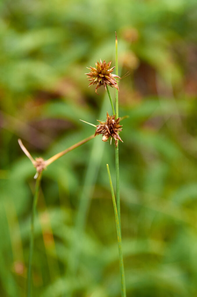 Rhynchospora holoschoenoides - Maurice