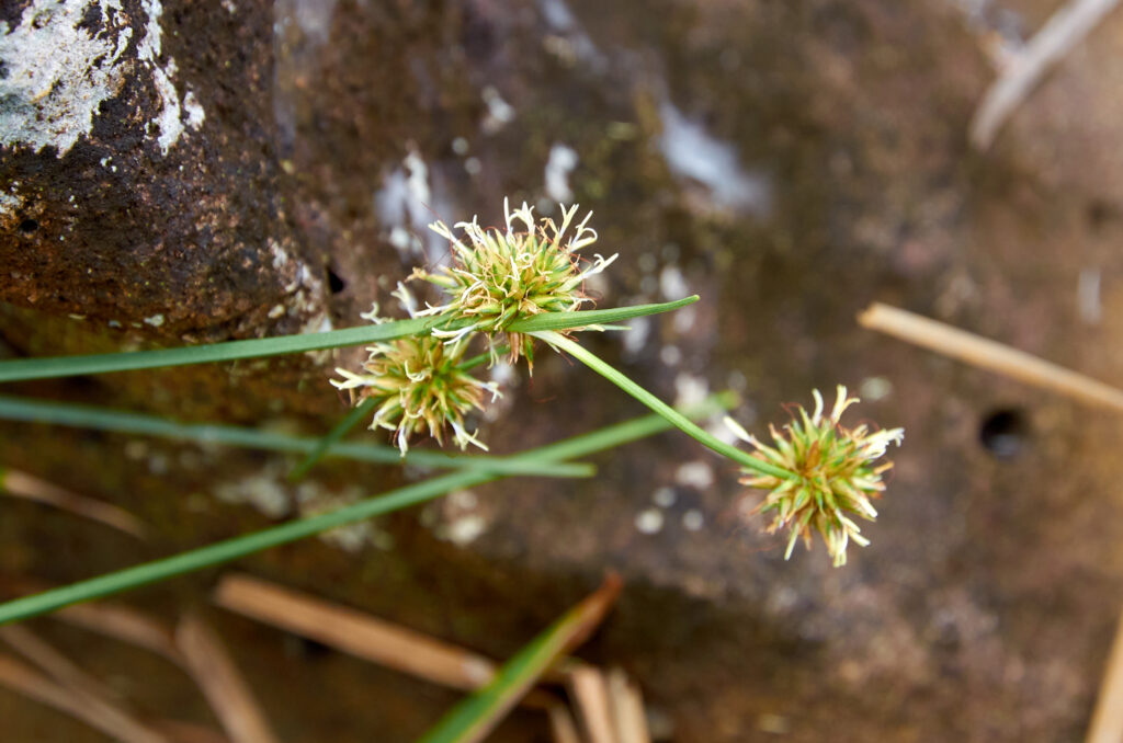 Rhynchospora holoschoenoide - Maurice