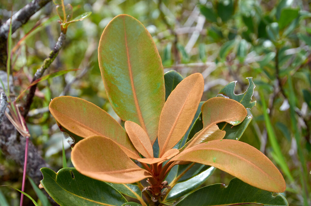 Sideroxylon puberulum - Maurice