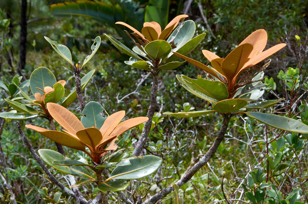 Sideroxylon puberulum - Maurice