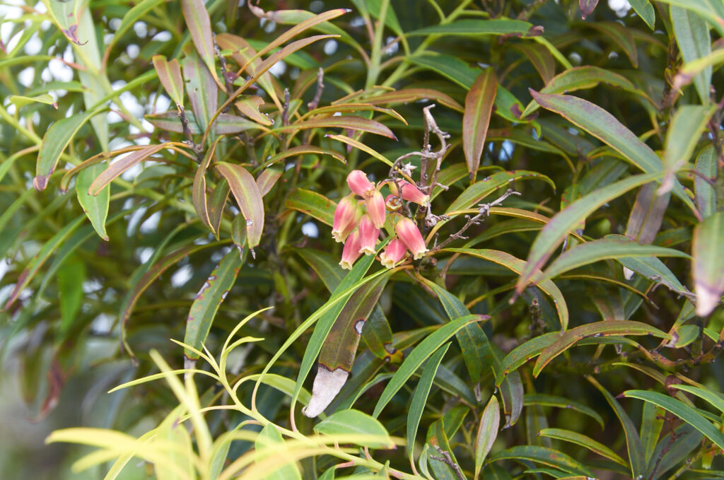 Agarista salicifolia - Maurice