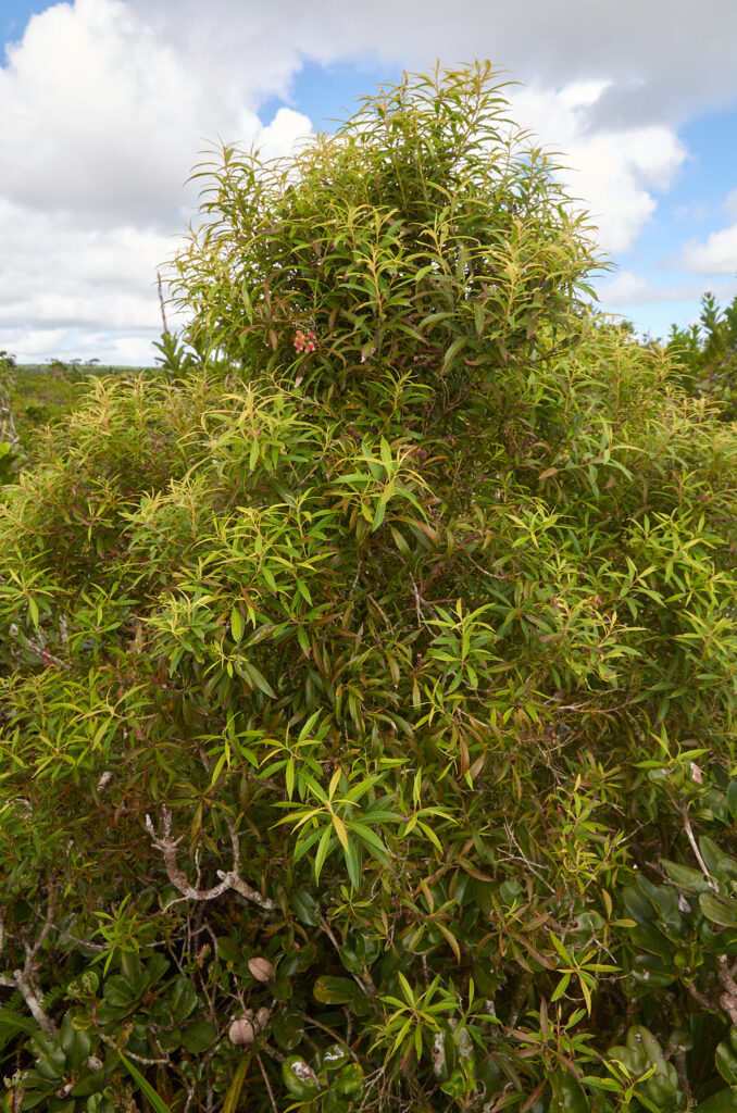 Agarista salicifolia - Maurice