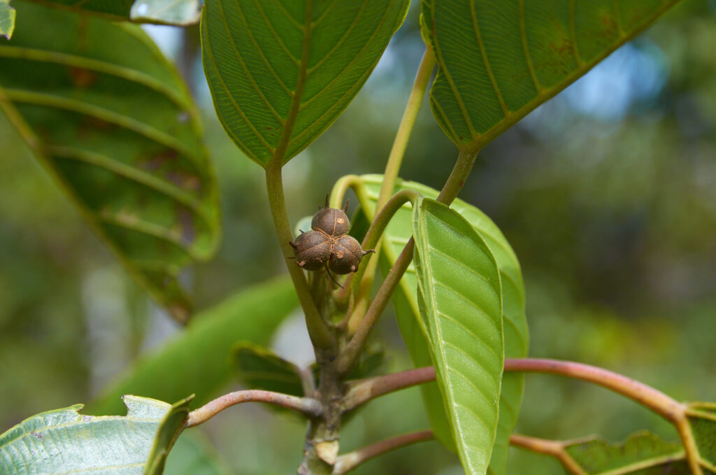Hancea integrifolia - Maurice