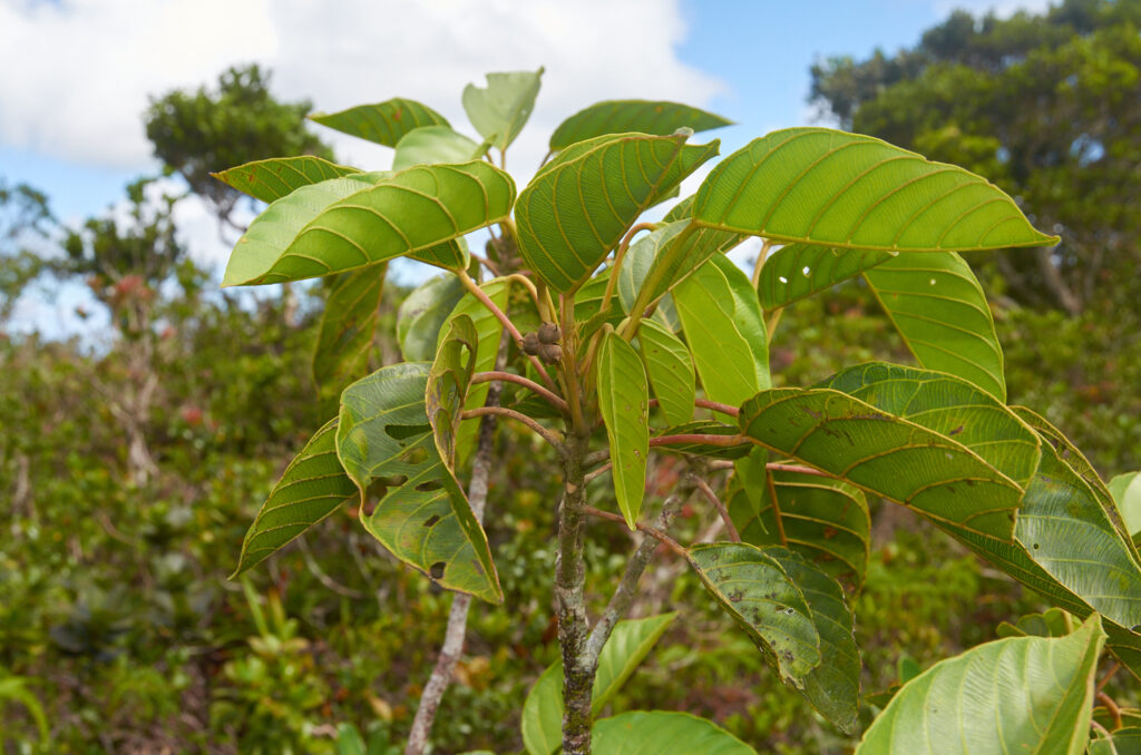 Hancea integrifolia - Maurice