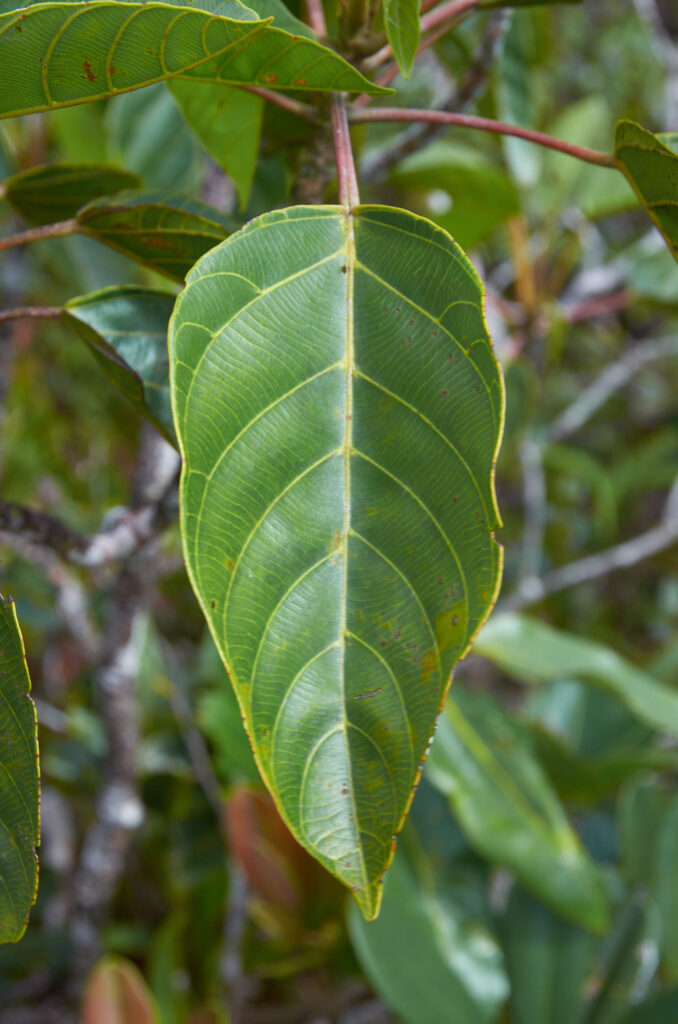 Hancea integrifolia - Maurice