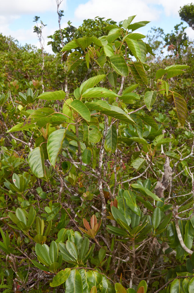 Hancea integrifolia - Maurice