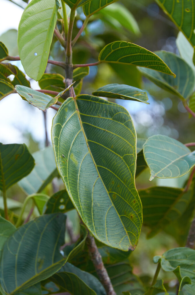 Hancea integrifolia - Maurice