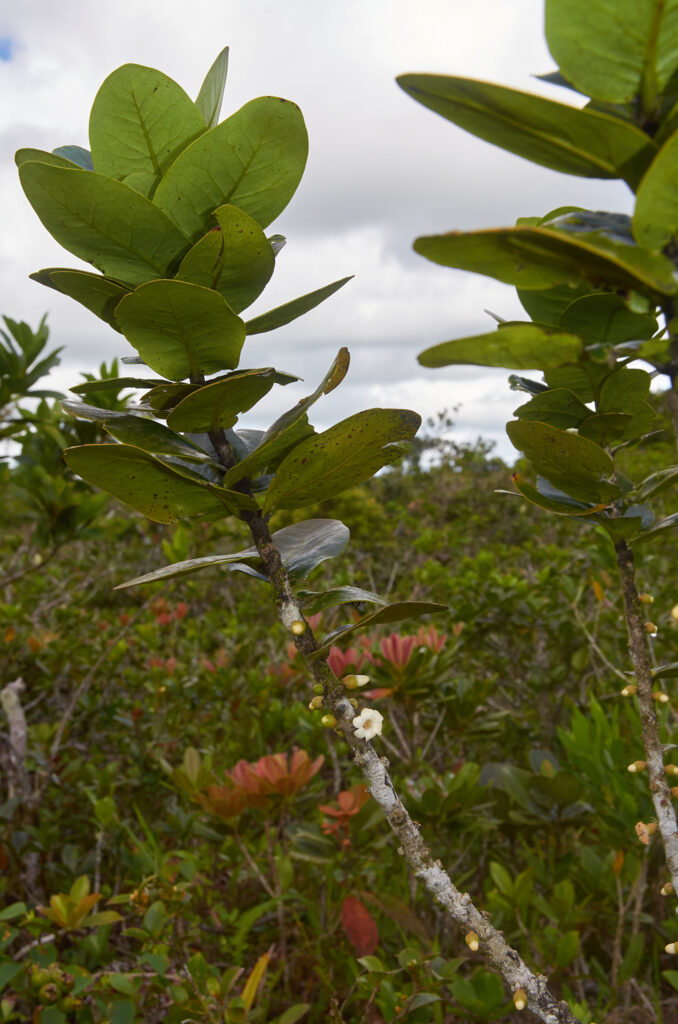Diospyros revaughanii - Maurice