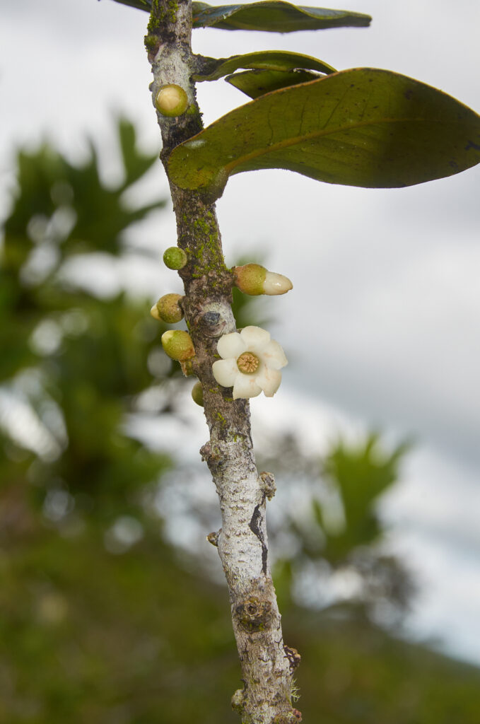 Diospyros revaughanii - Maurice
