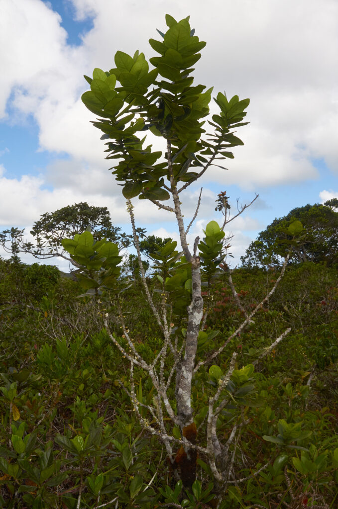 Diospyros revaughanii - Maurice