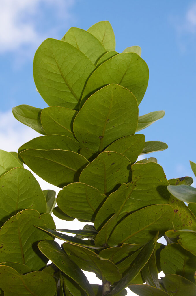 Diospyros revaughanii - Maurice