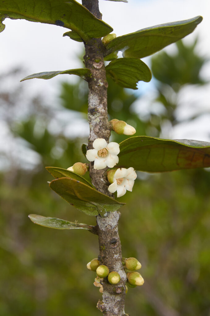 Diospyros revaughanii - Maurice