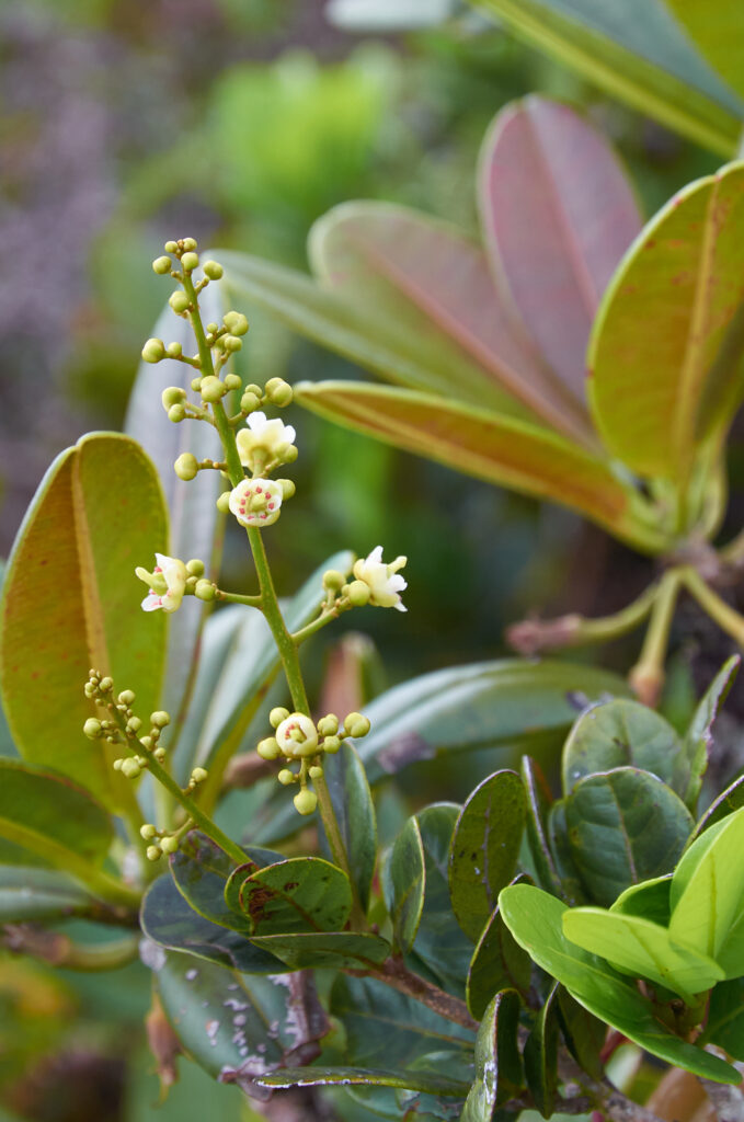Molinaea alternifolia - Maurice