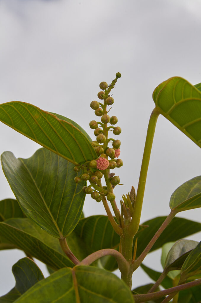 Hancea integrifolia - Maurice