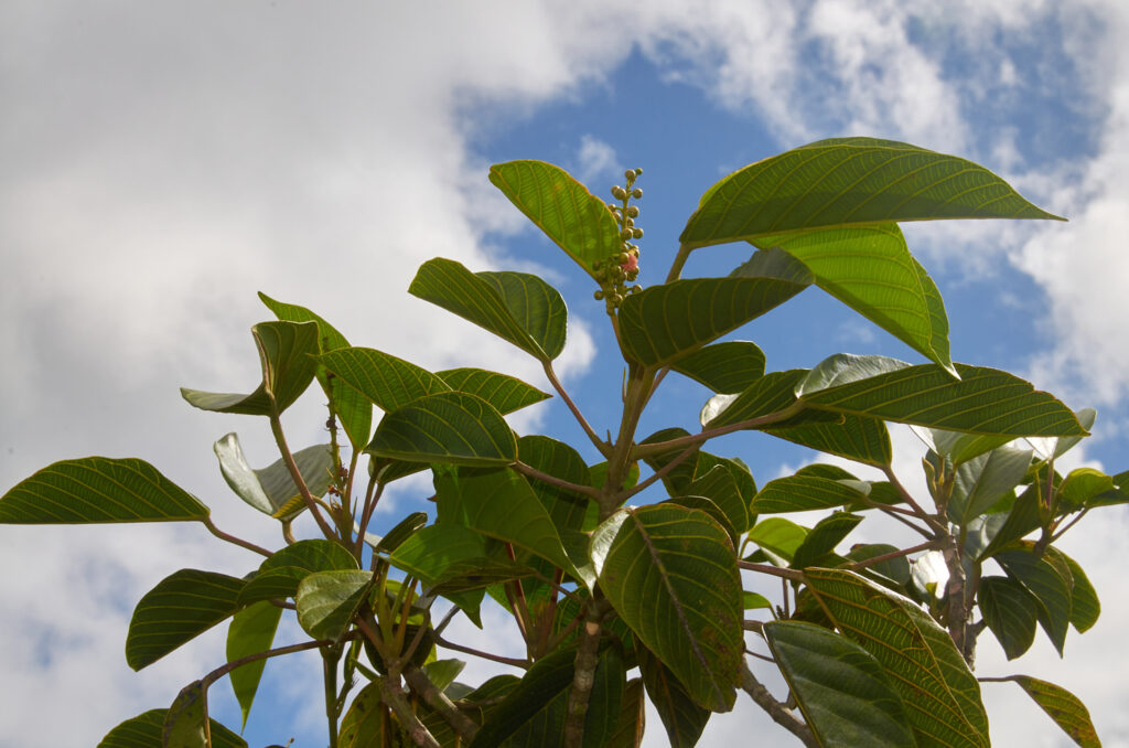 Hancea integrifolia - Maurice